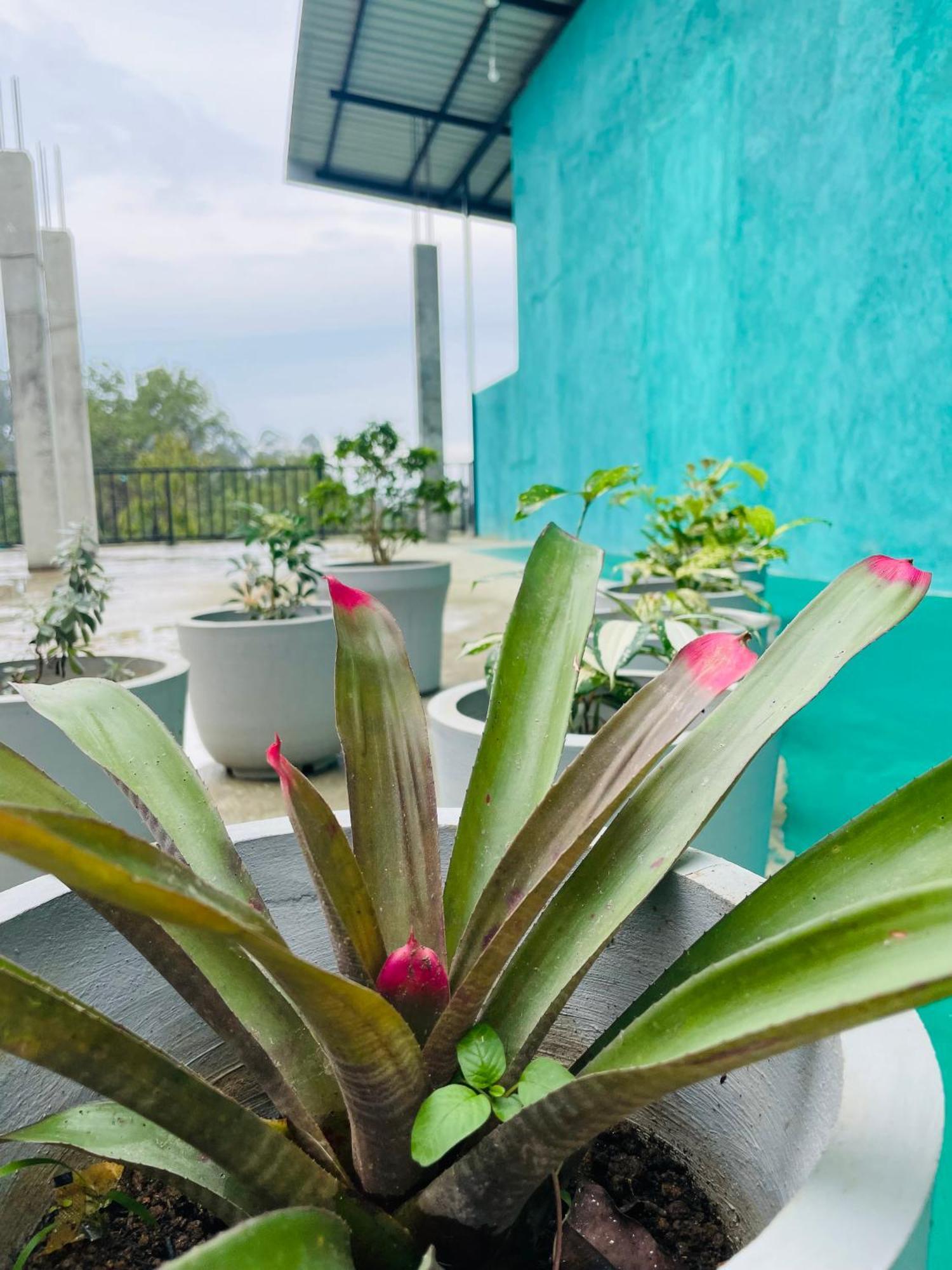 Little Paradise Homestay Ella Exterior foto